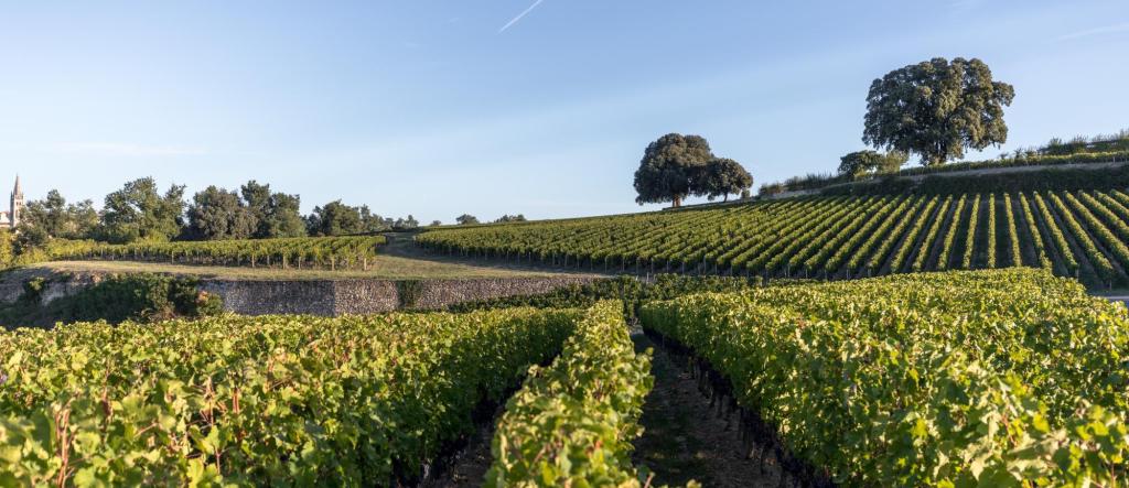 Terroirs de Saint-Emilion GCC : le goût du&nbsp;vin